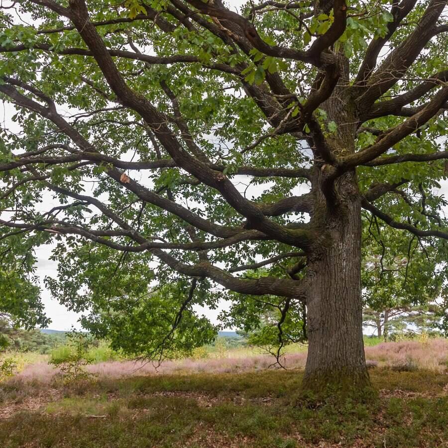 Экоактивисты благоустроили территорию у Петровского дуба в Таганроге - фото 1