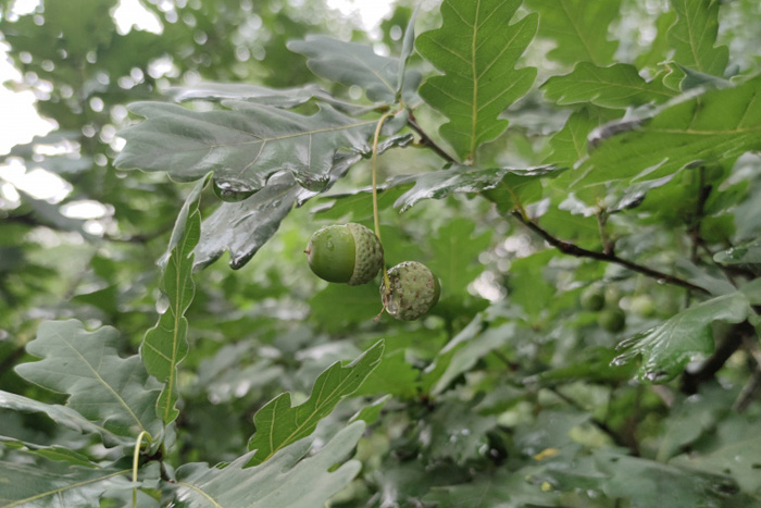 В Левенцовском жилом районе Ростова в октябре появится аллея из 50 дубов