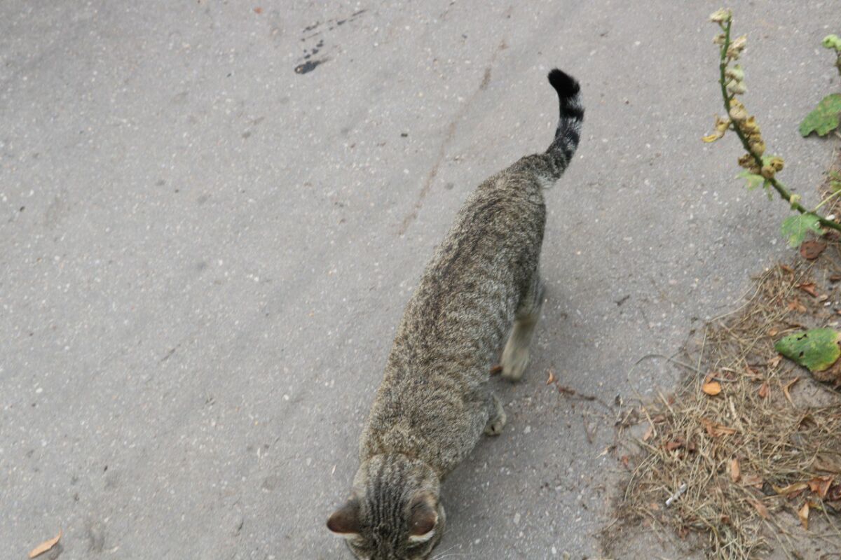 Приставы выселили подобранных с улицы кошек из квартиры в Сормове - фото 1