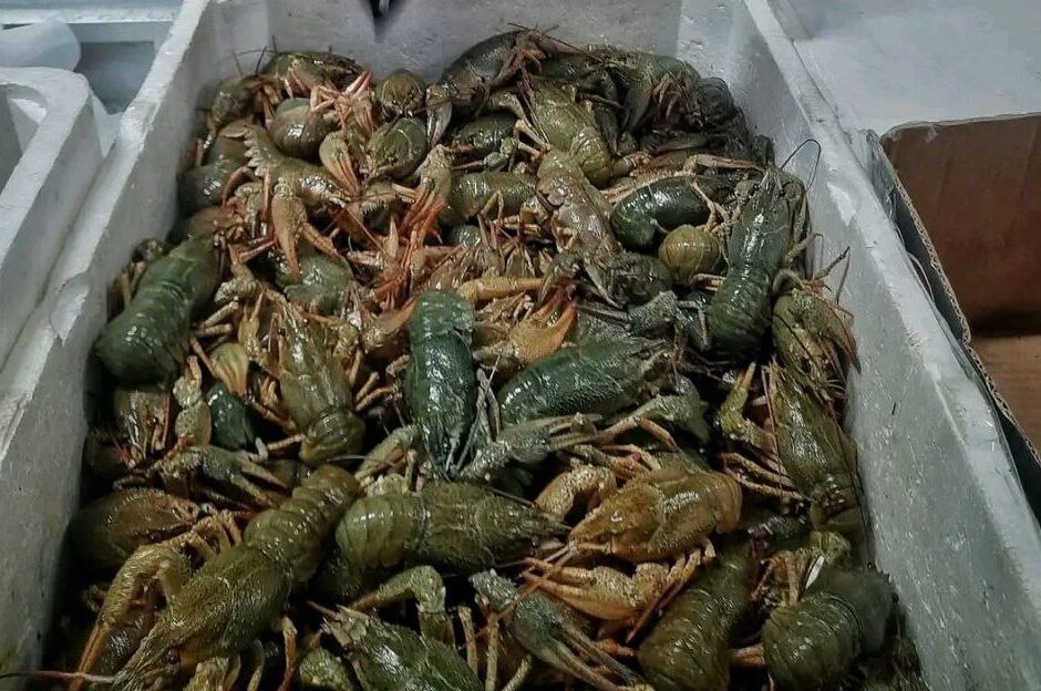 В Ростове на один «квадрат» в новостройке можно купить полторы тысячи раков - фото 1